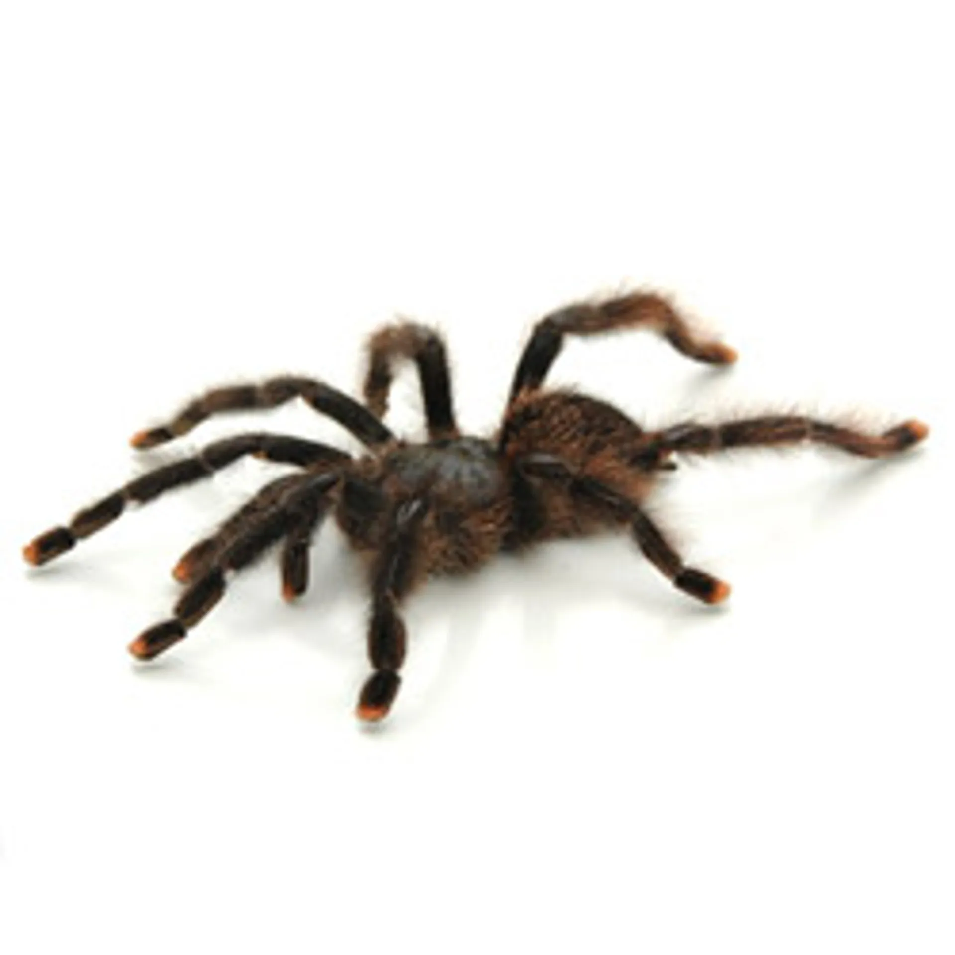 24098 pinktoe tarantula breeding setup