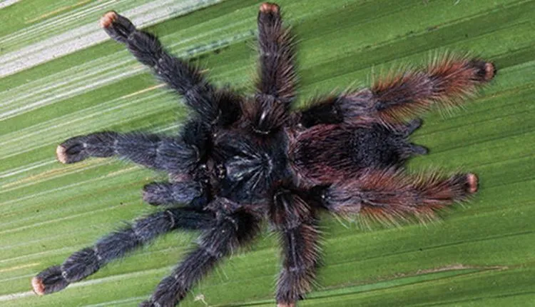 24098 pinktoe tarantula eggsac