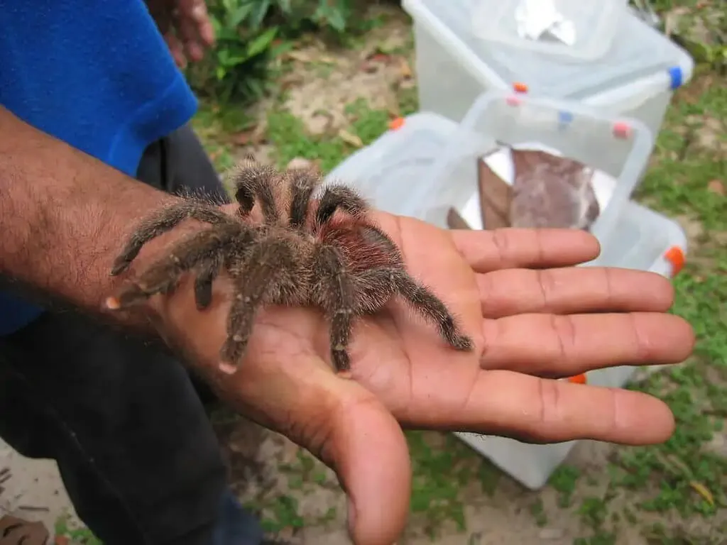24098 pinktoe tarantula spiderlings