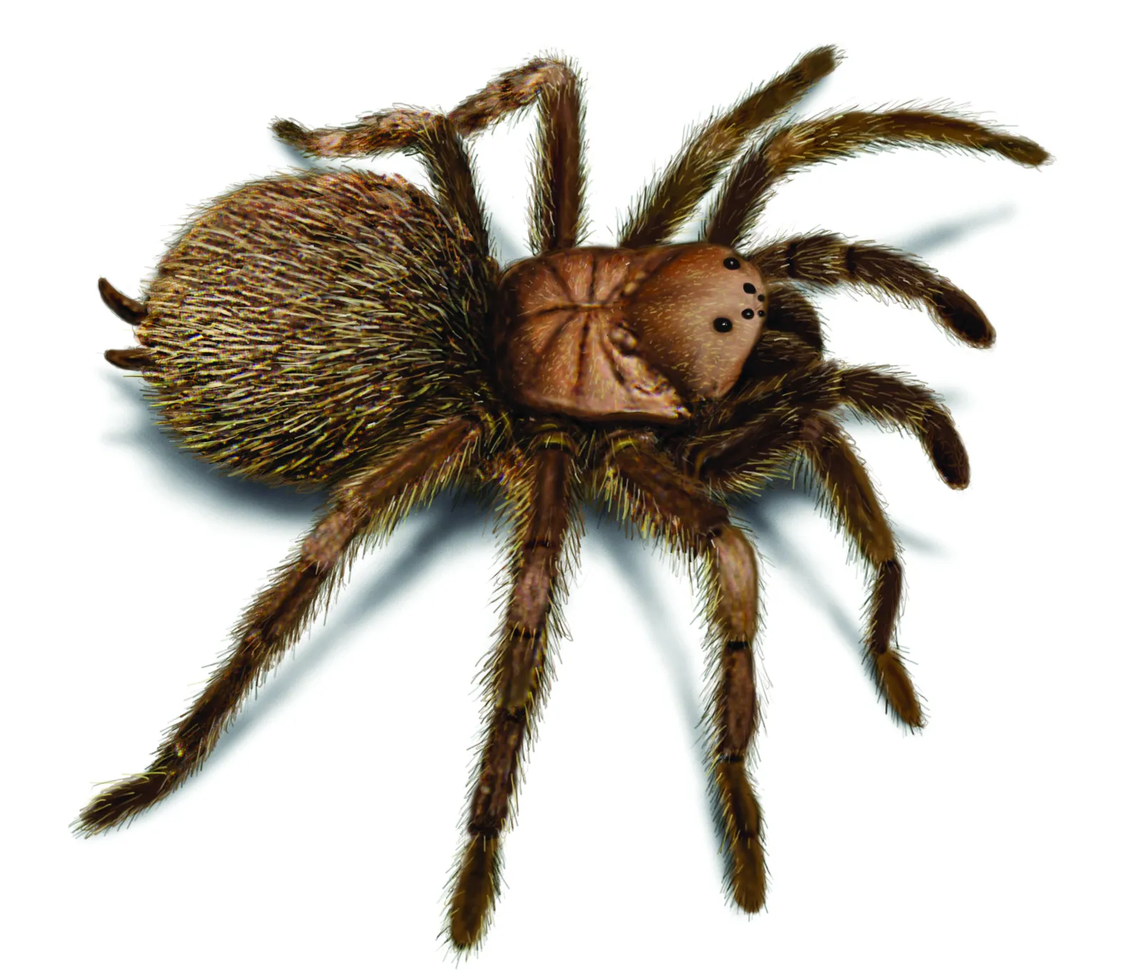 24099 english tarantula image2