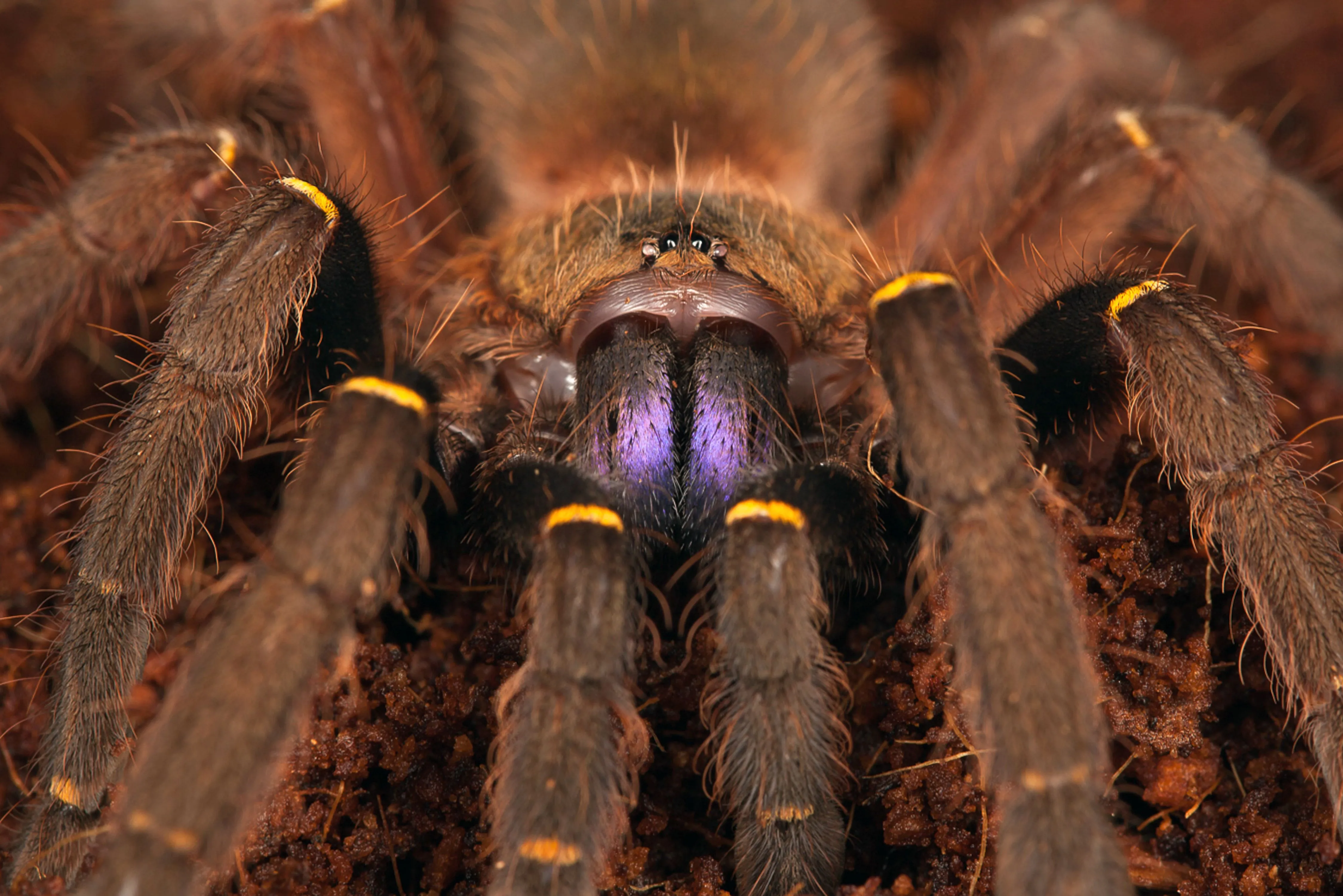 24099 english tarantula image3