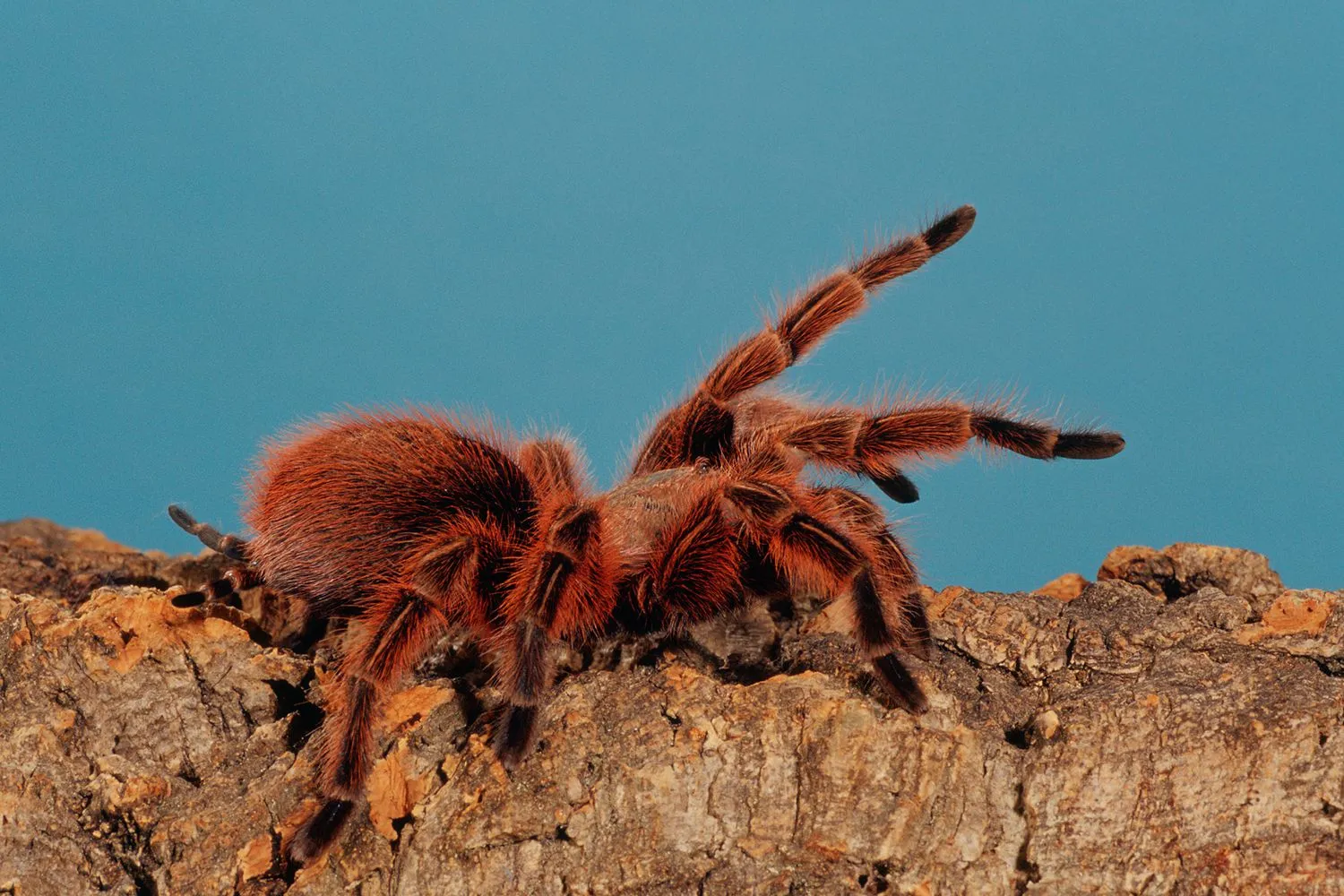 24099 english tarantula image4