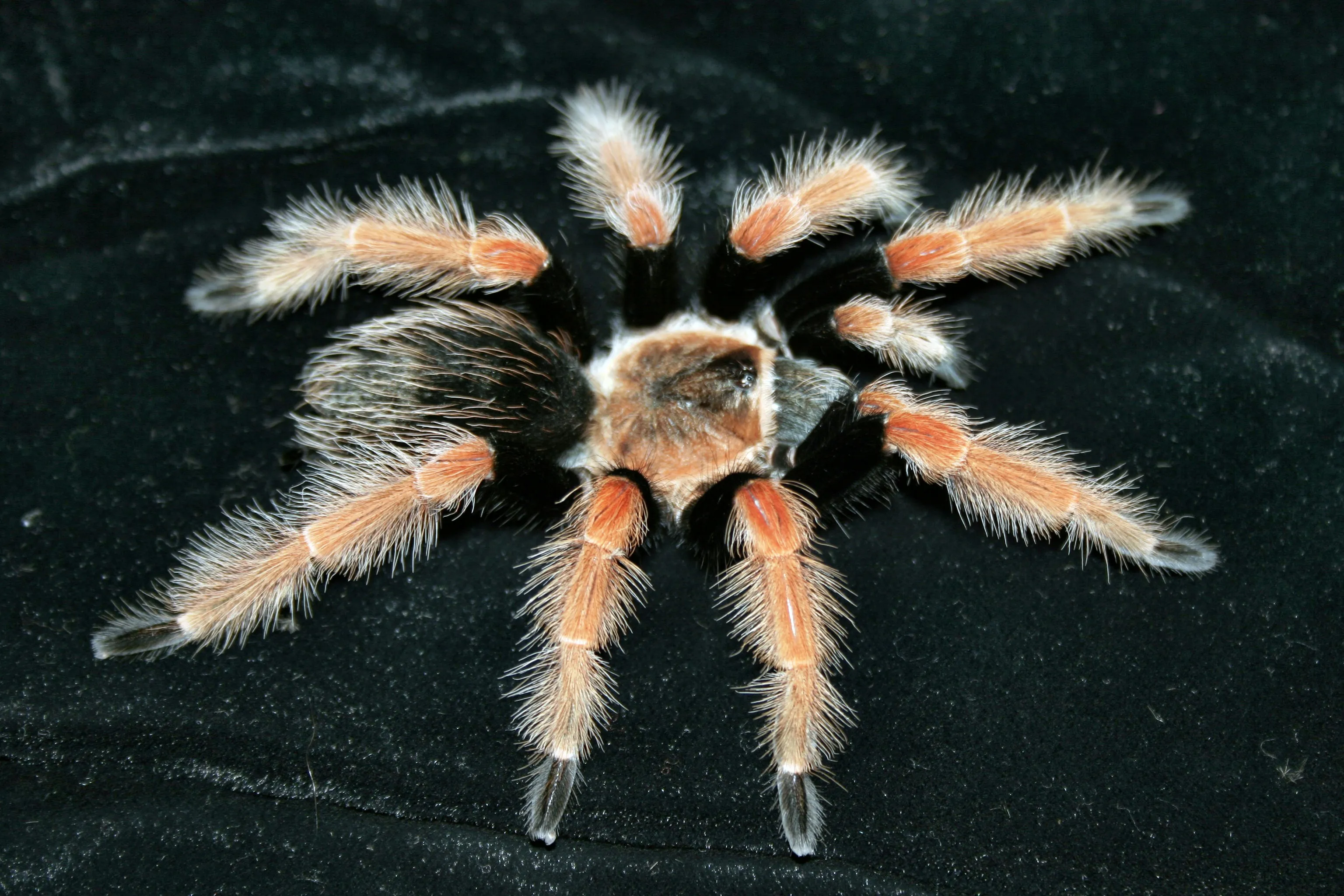 24099 english tarantula image5