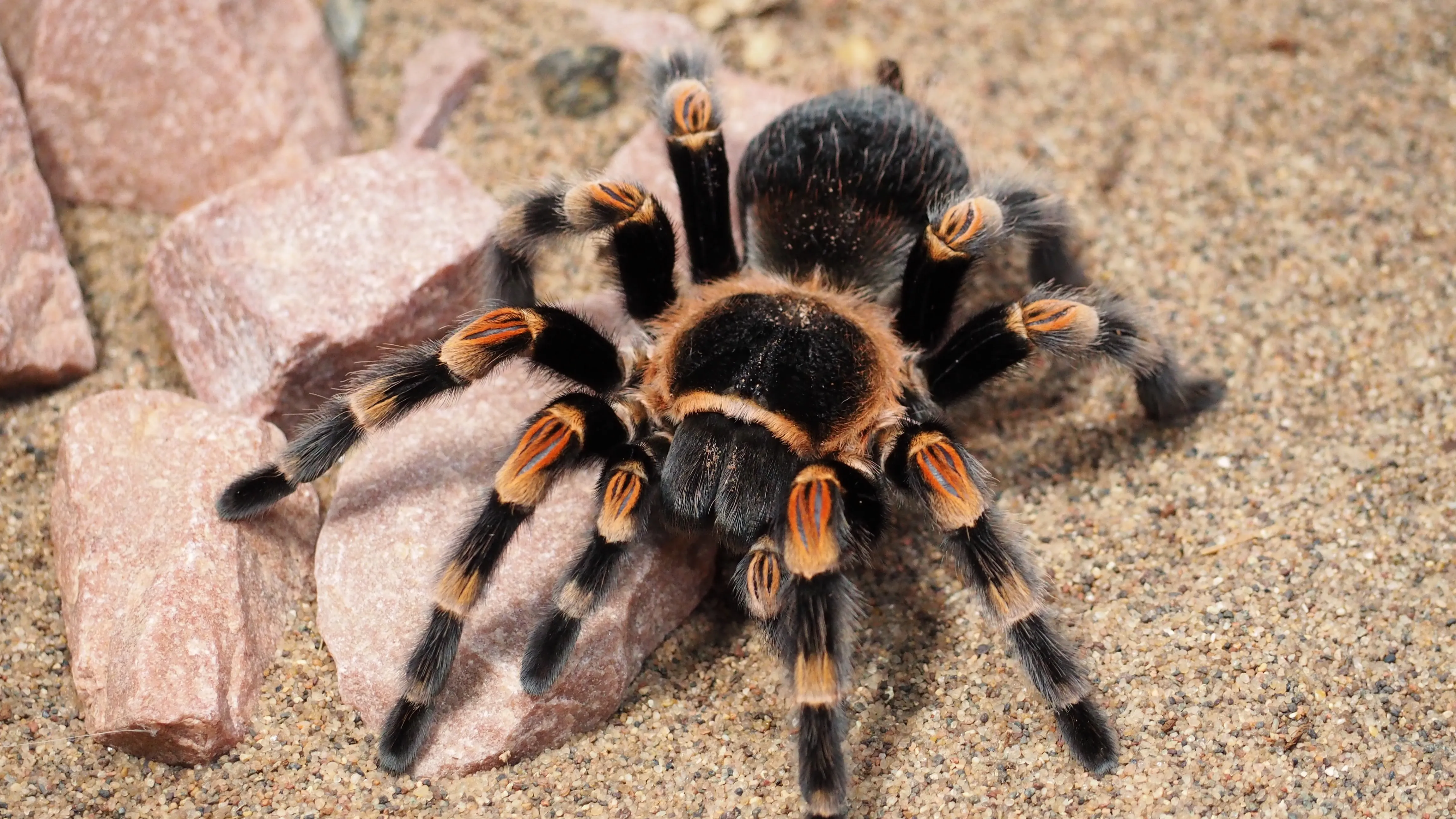 24099 english tarantula image6