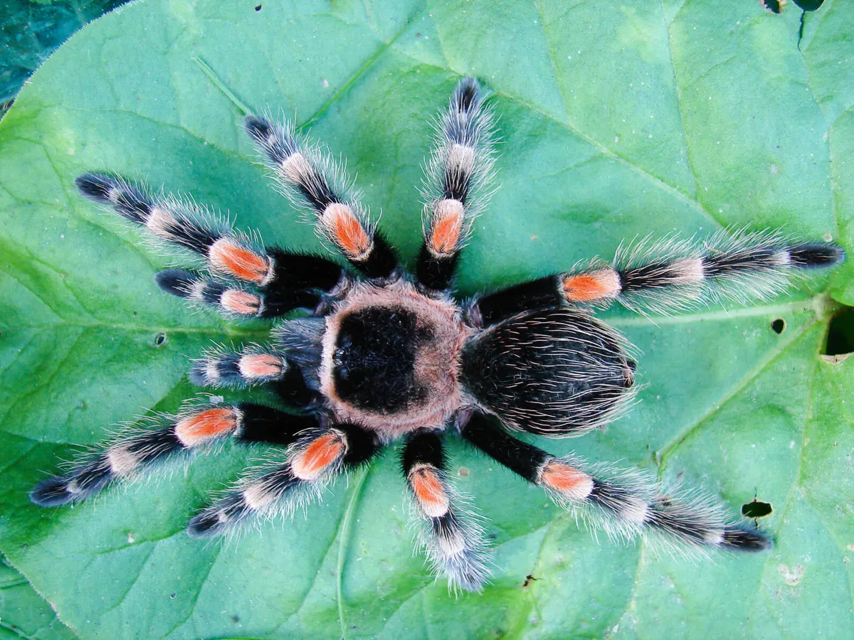 24099 english tarantula image7