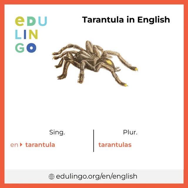 /img/24099-english-tarantula-image8.webp