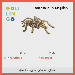 /img/24099-english-tarantula-image8.webp