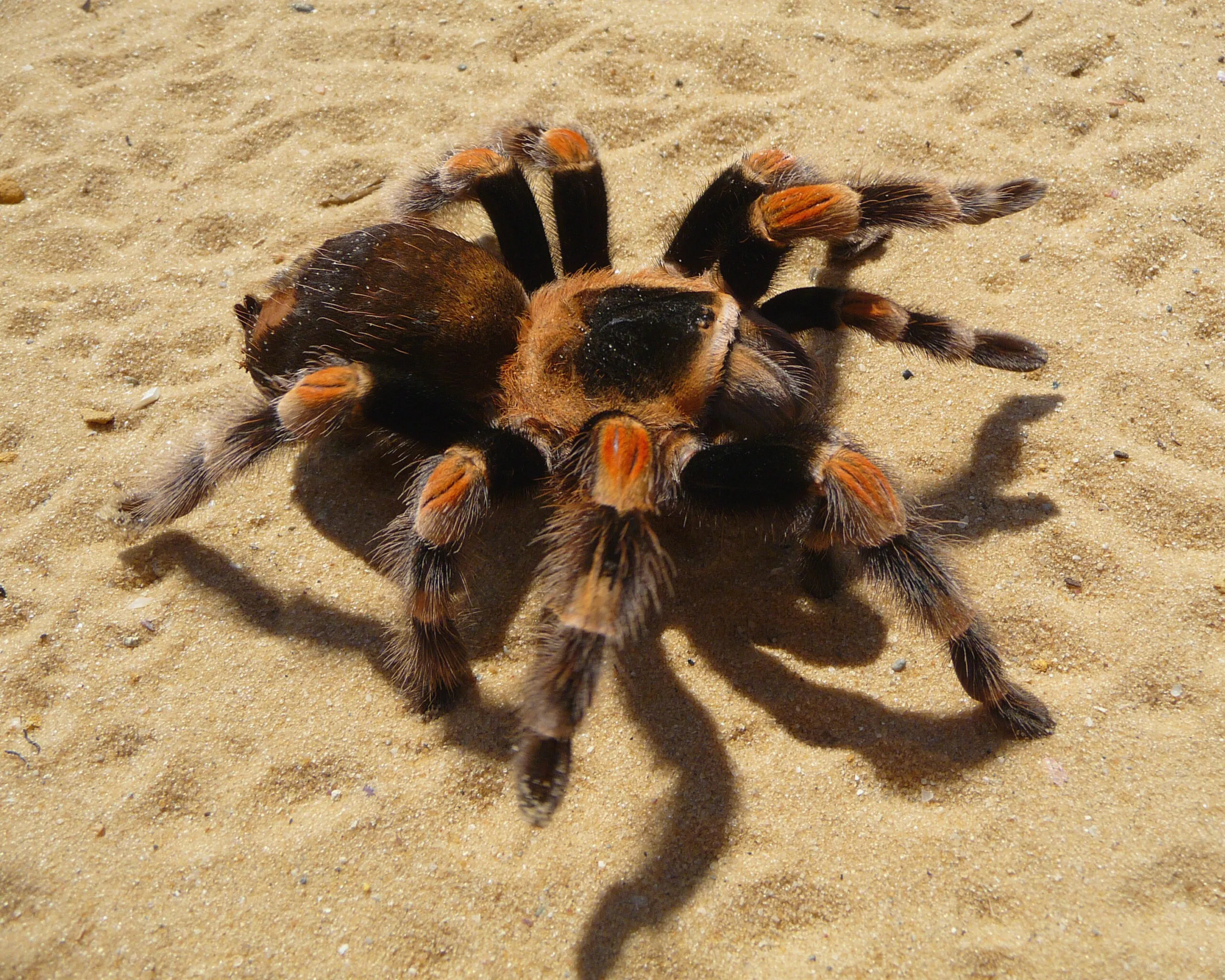 24104 mealworm tarantula