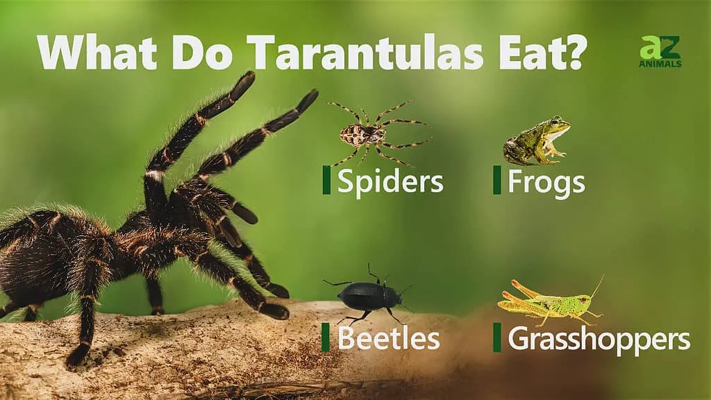 24104 roach tarantula