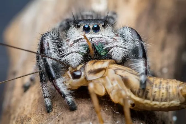 /img/24104-tarantula-enclosure.webp
