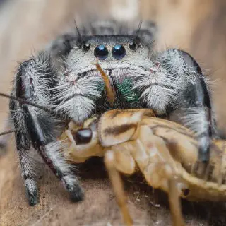 /img/24104-tarantula-enclosure.webp
