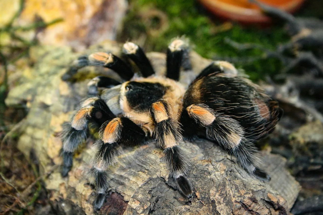 24104 tarantula molting