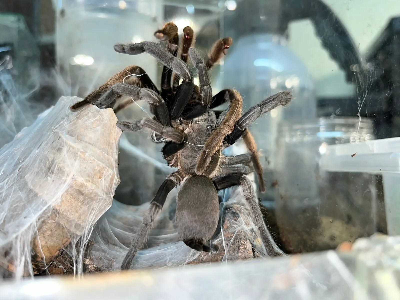 24105 barking tarantula feeding
