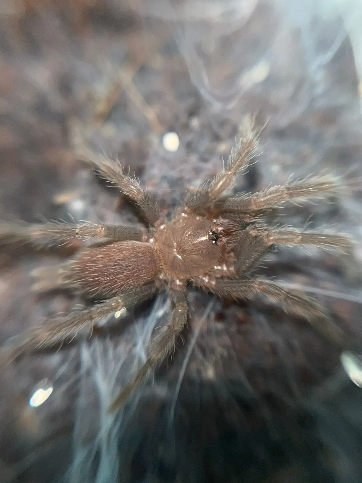 24105 barking tarantula handling