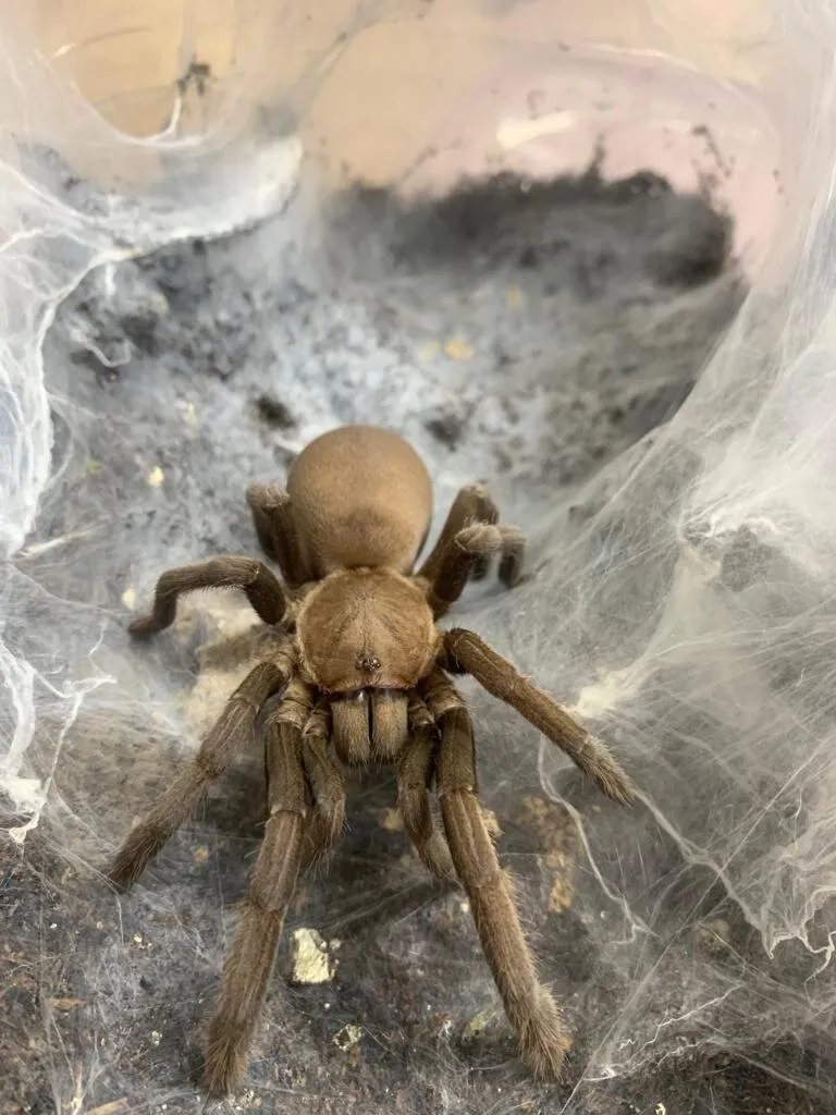 24105 barking tarantula health