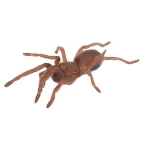 24105 healthy barking tarantula