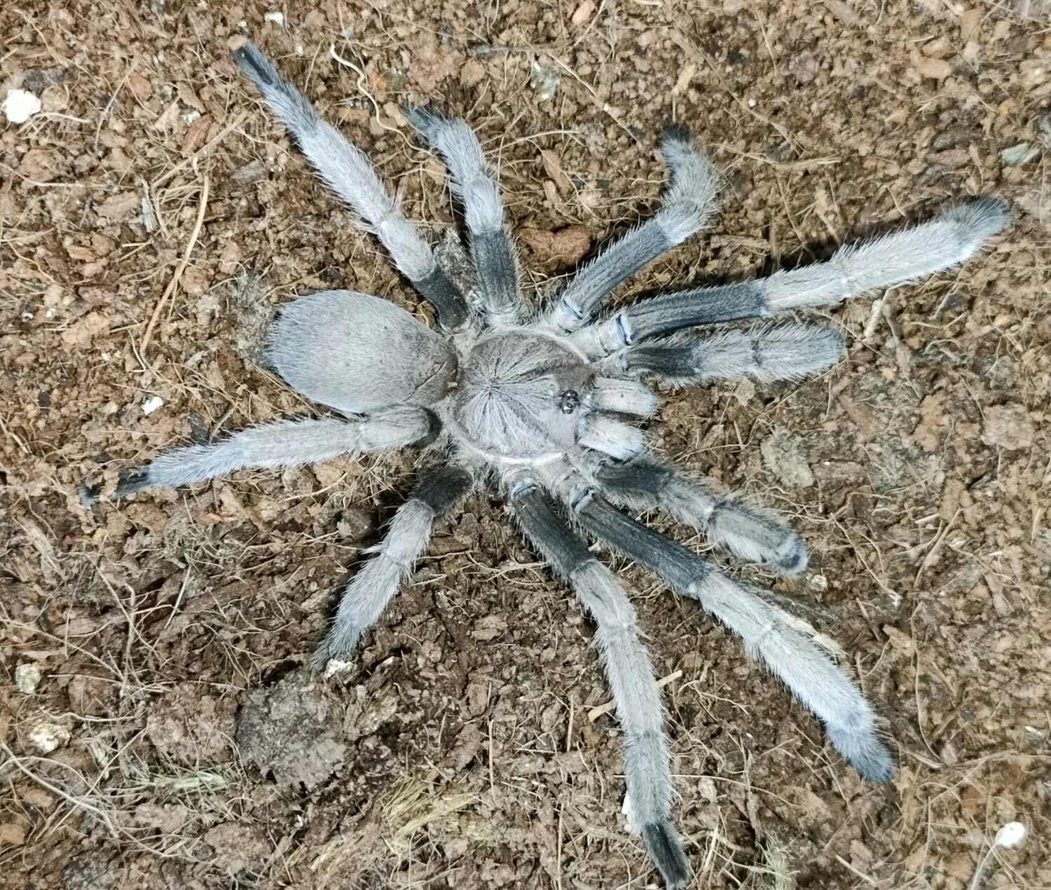 24105 tarantula enclosure
