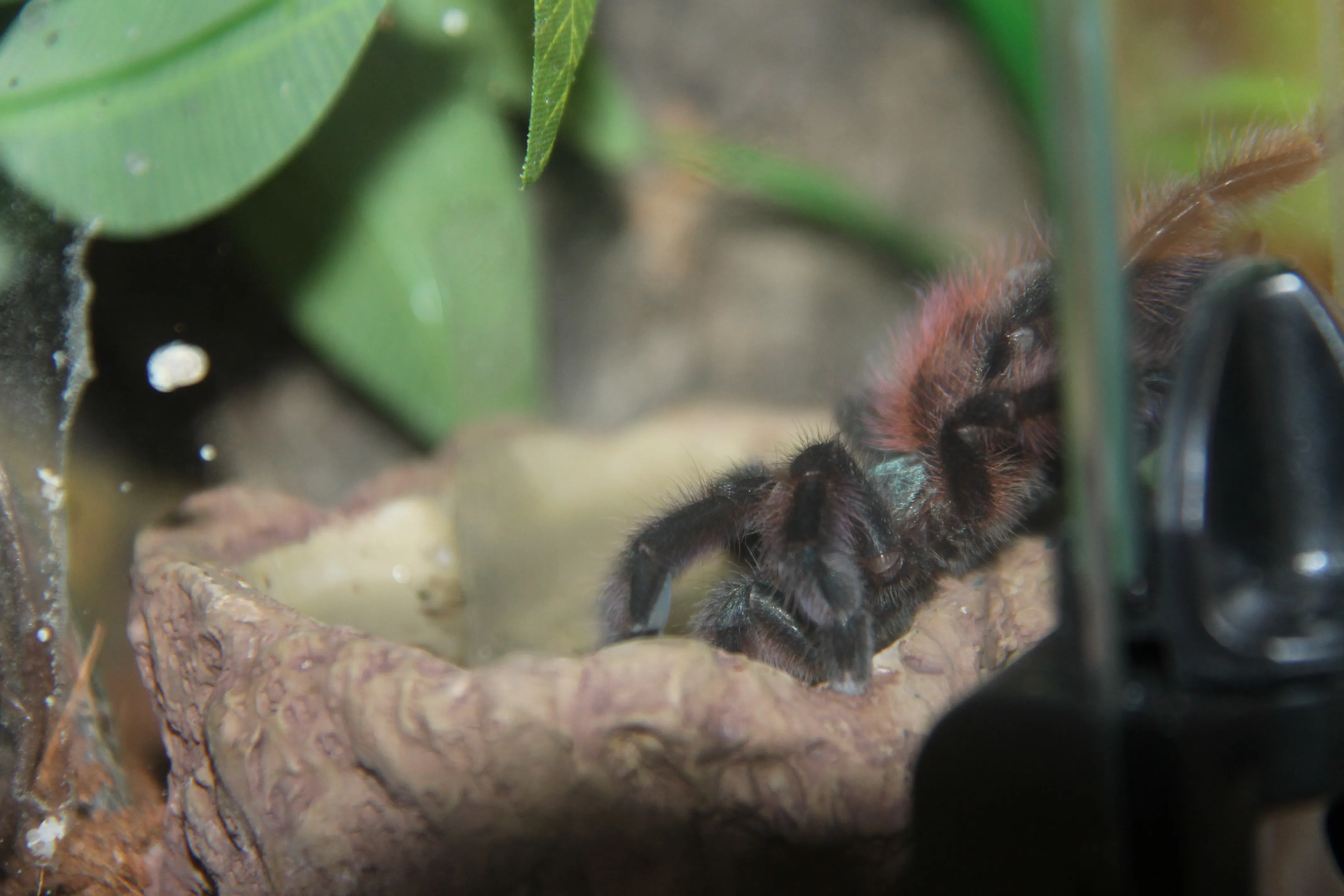 24106 tarantula poop color