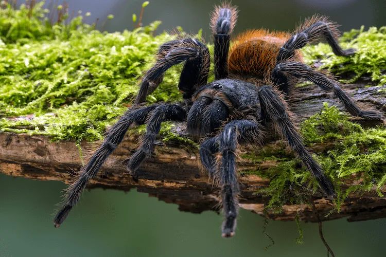 24111 gbbtarantula breeding