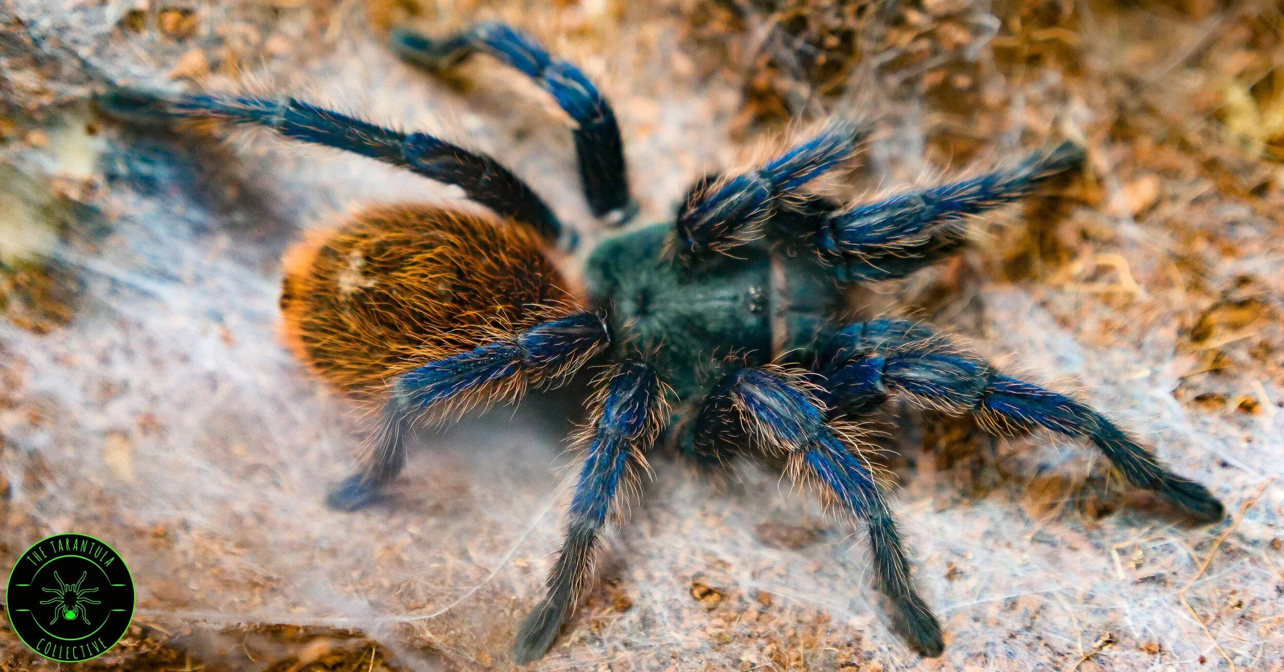 24111 gbbtarantula enclosure