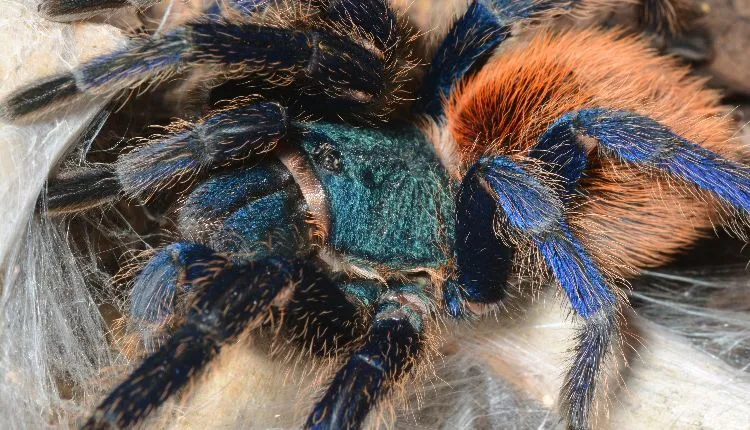 24111 gbbtarantula molting