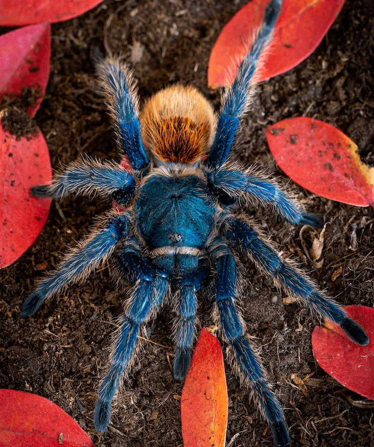 /img/24111-gbbtarantula-water-dish.webp
