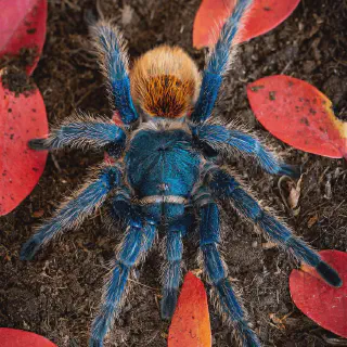 /img/24111-gbbtarantula-water-dish.webp