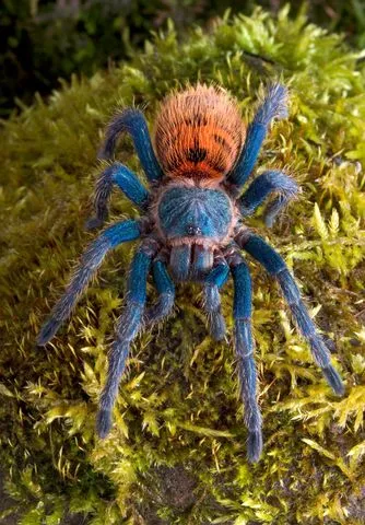 24111 green bottle blue tarantula habitat