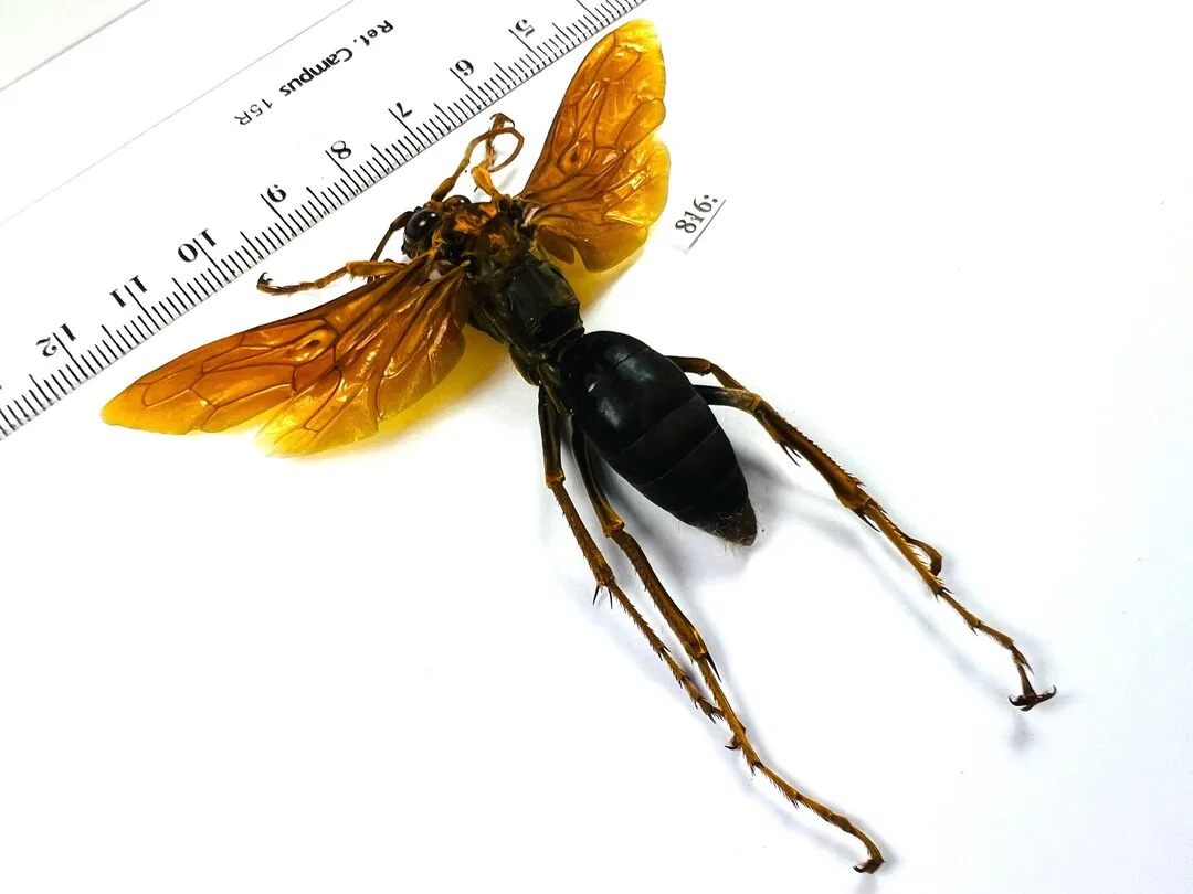 24112 giant hornet vs tarantula image4