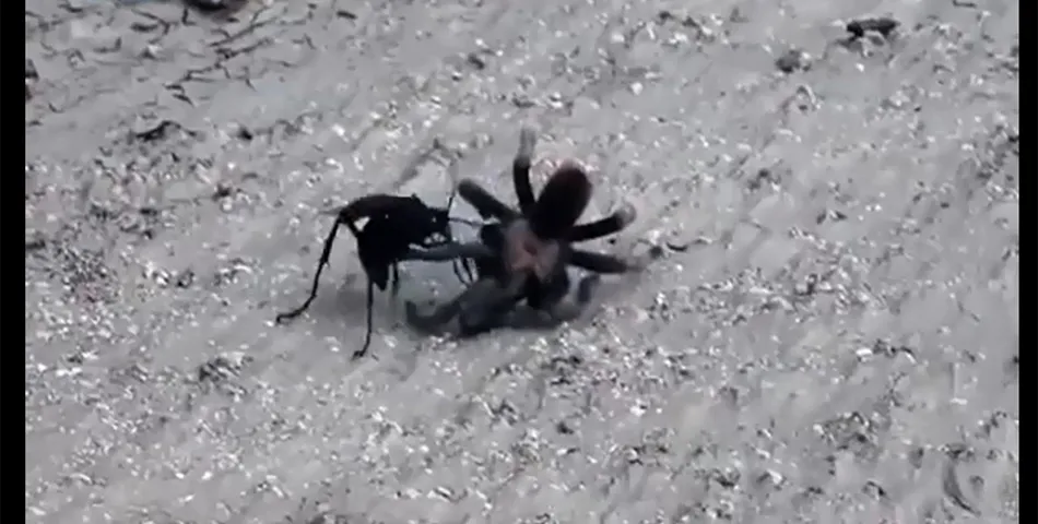 24112 giant hornet vs tarantula image5