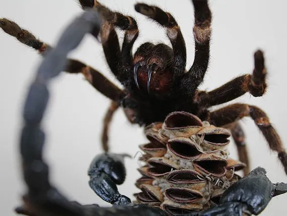 /img/24112-giant-hornet-vs-tarantula-image7.webp
