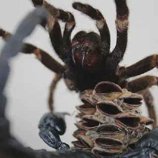 /img/24112-giant-hornet-vs-tarantula-image7.webp