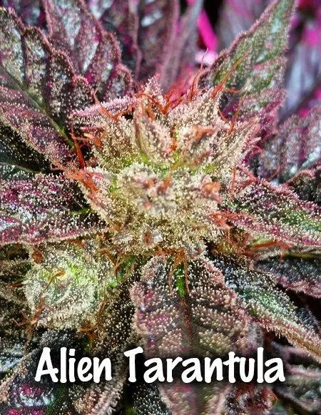 24115 alien tarantula webbing