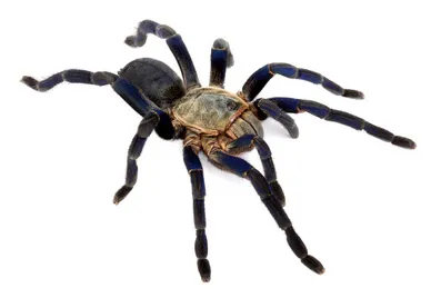 24118 cobalt blue tarantula close up