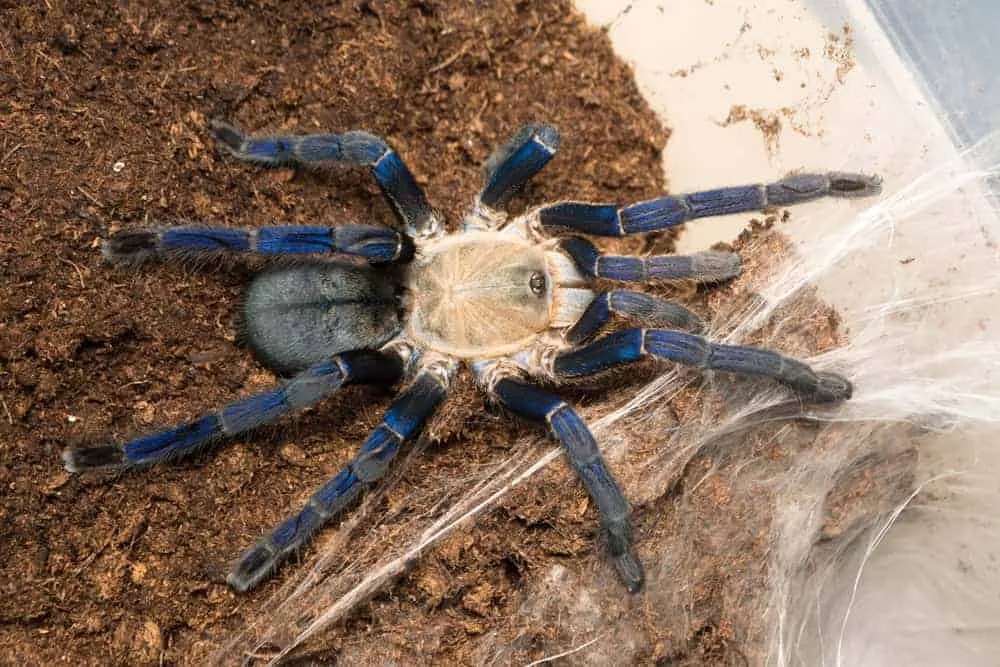 24118 cobalt blue tarantula feeding