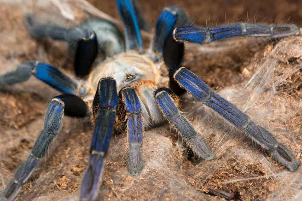 /img/24118-cobalt-blue-tarantula-handling.webp