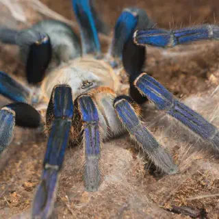 /img/24118-cobalt-blue-tarantula-handling.webp