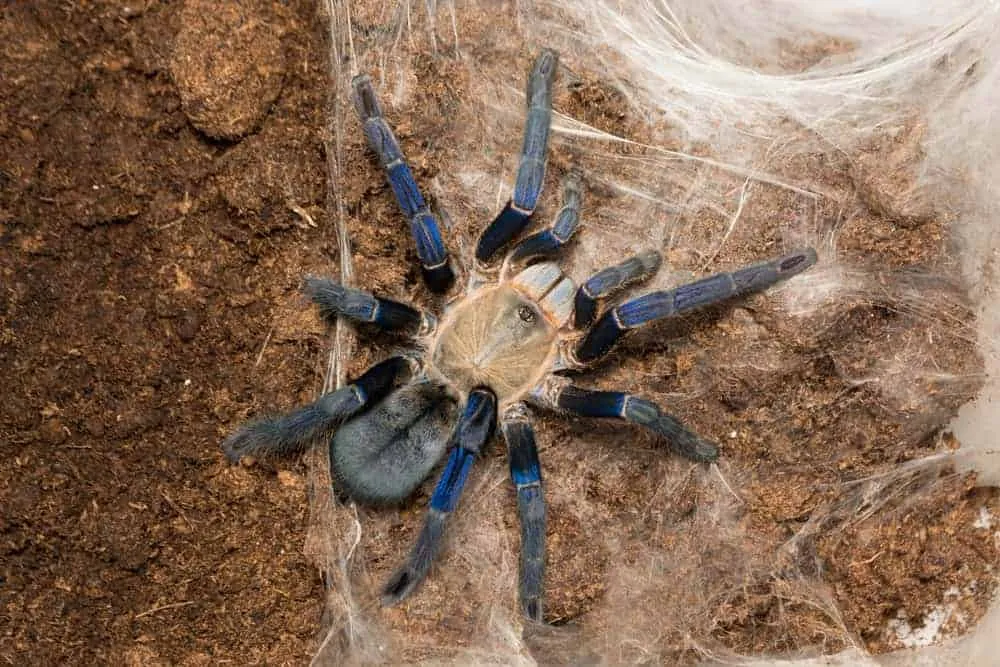 24118 cobalt blue tarantula molting