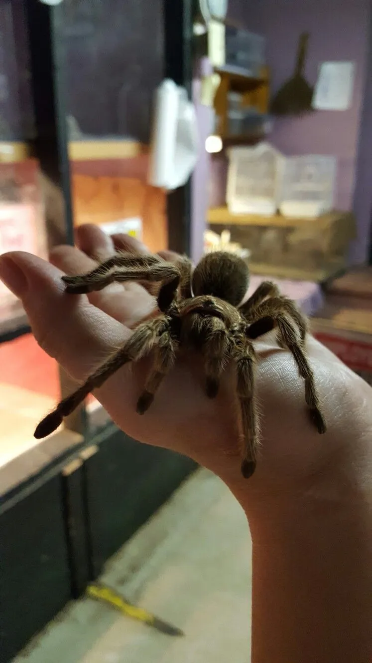 /img/24119-healthy-rose-hair-tarantula.webp