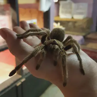 /img/24119-healthy-rose-hair-tarantula.webp