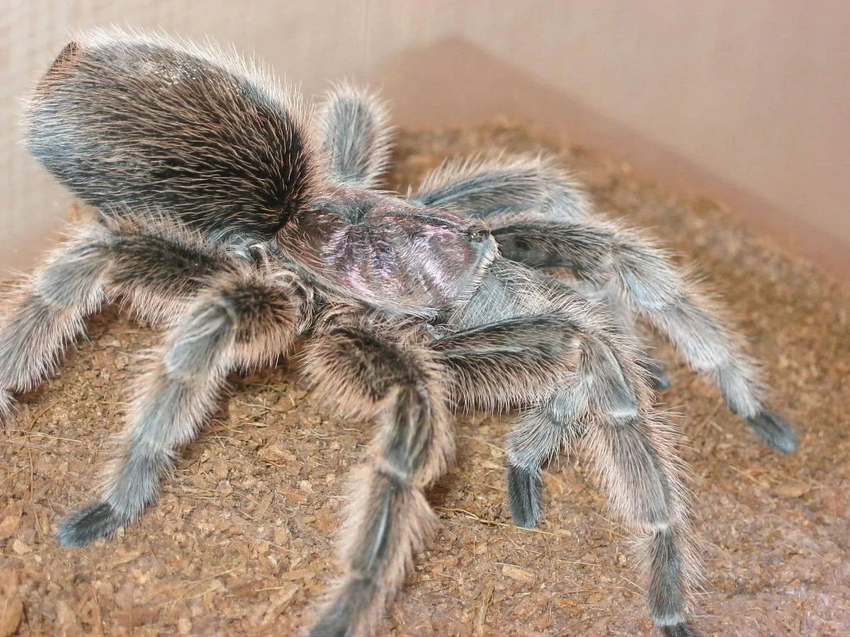24119 heat mat tarantula