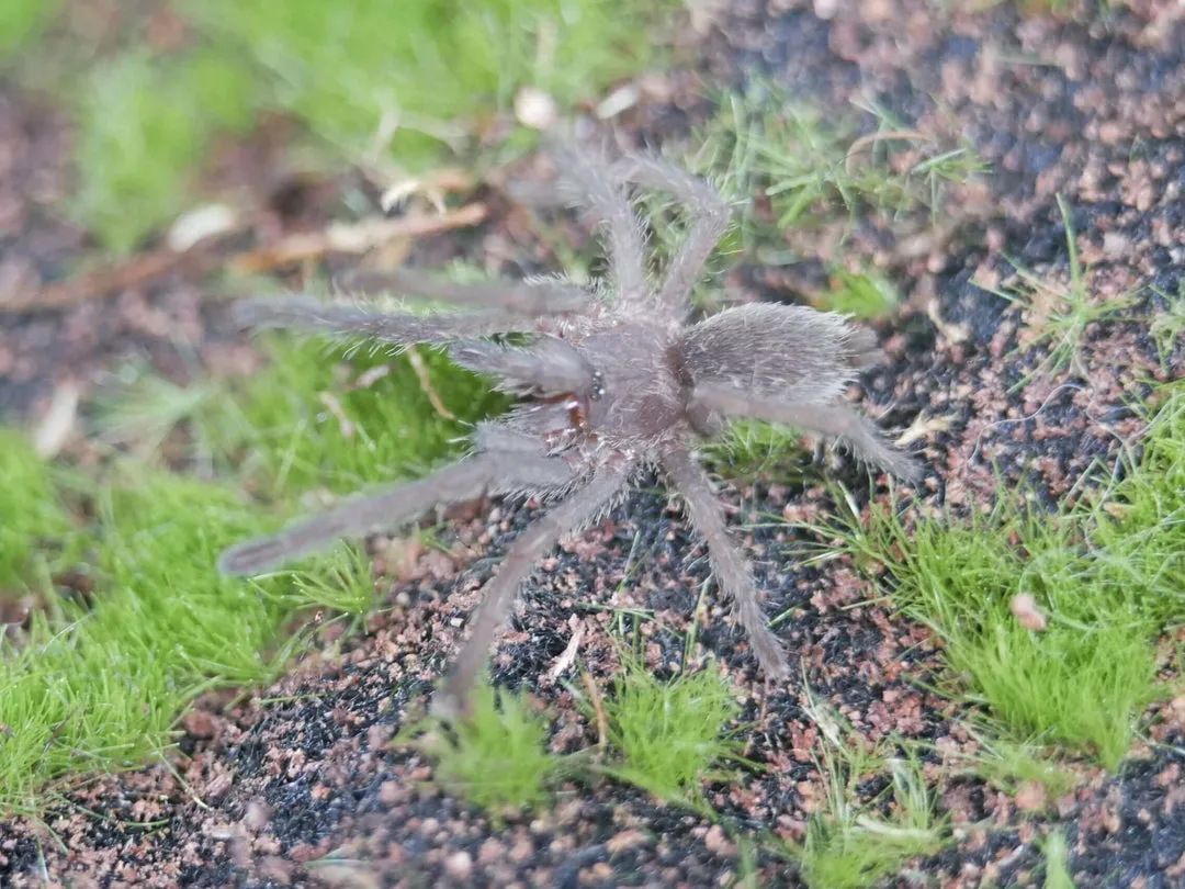 24120 kletterschuh tarantula beginner