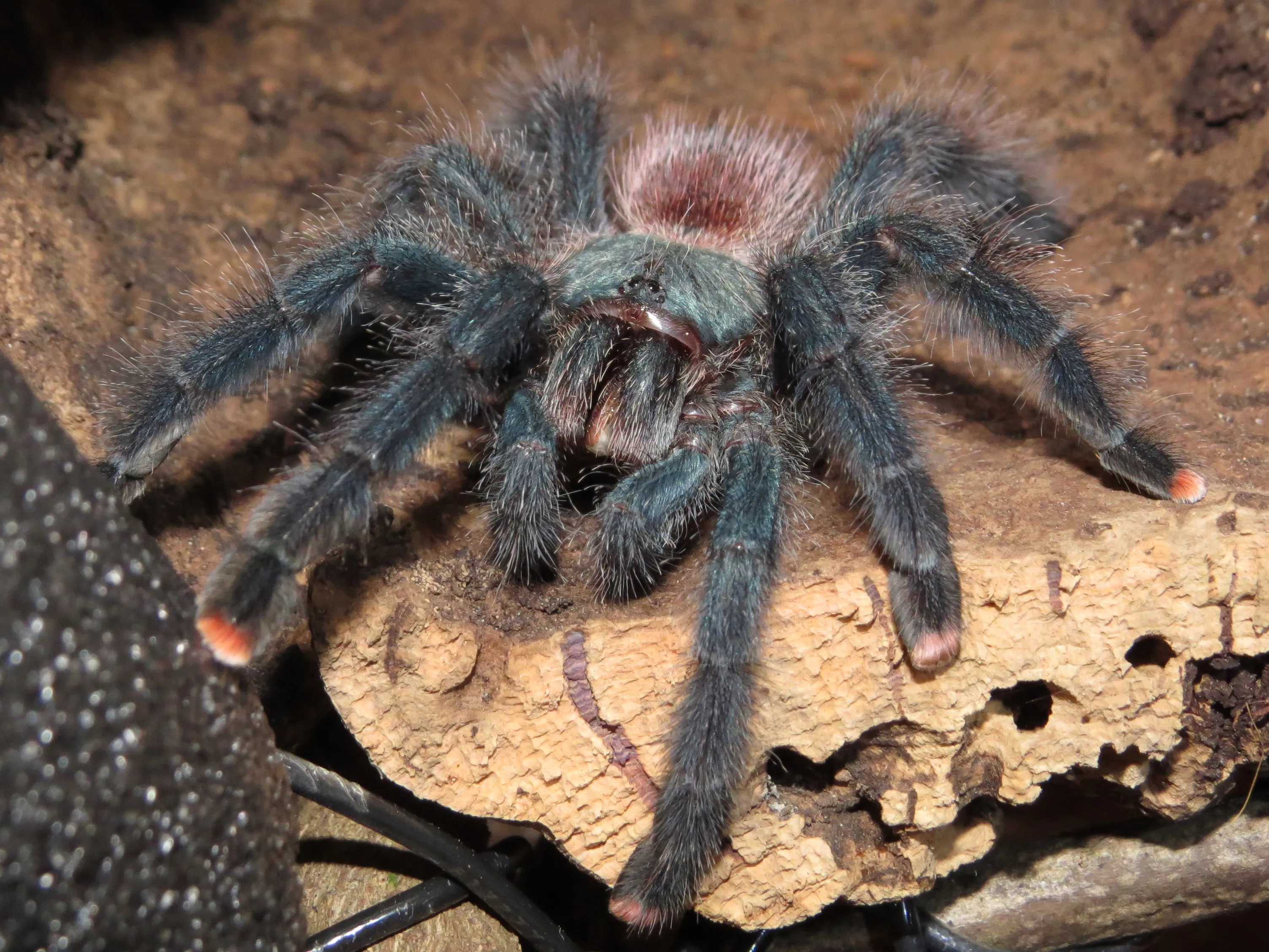 /img/24120-kletterschuh-tarantula-outdoor.webp