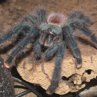 /img/24120-kletterschuh-tarantula-outdoor.webp