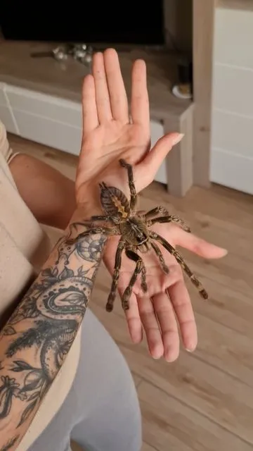 24120 kletterschuh tarantula sole