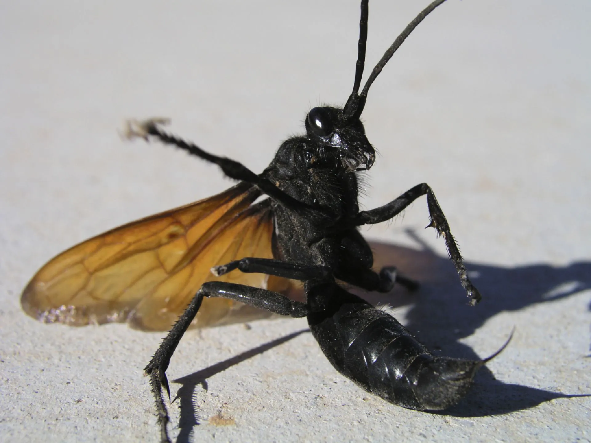 /img/24121-tarantula-hawk-conservation.webp
