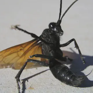 /img/24121-tarantula-hawk-conservation.webp