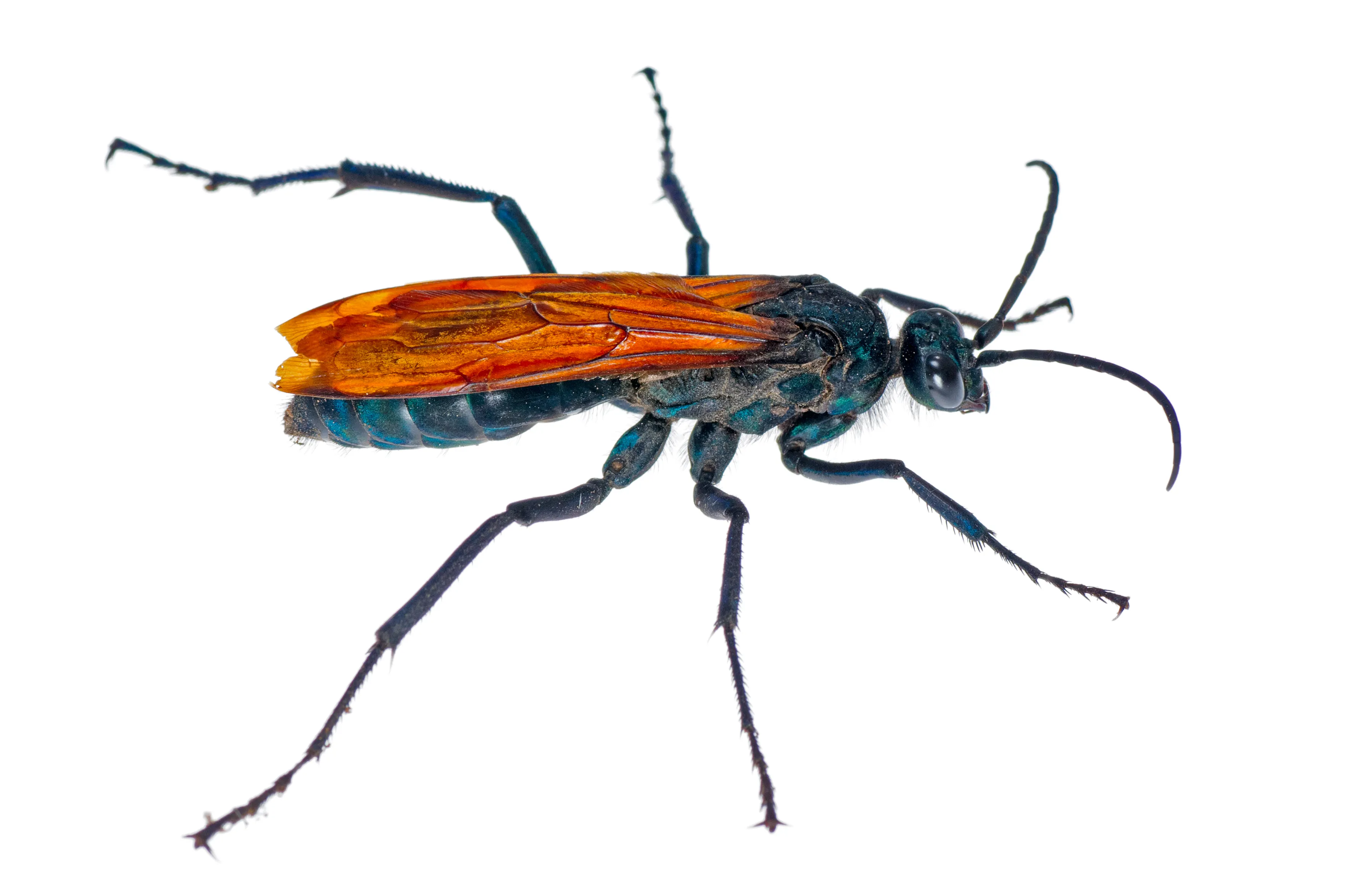 24121 tarantula hawk size