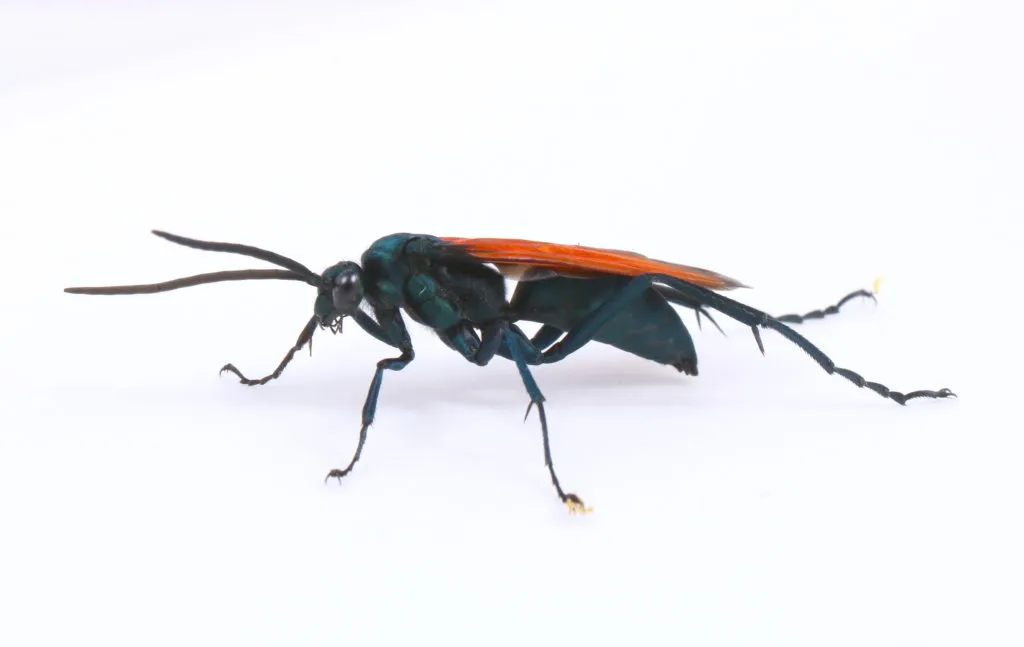 24121 tarantula hawk sting