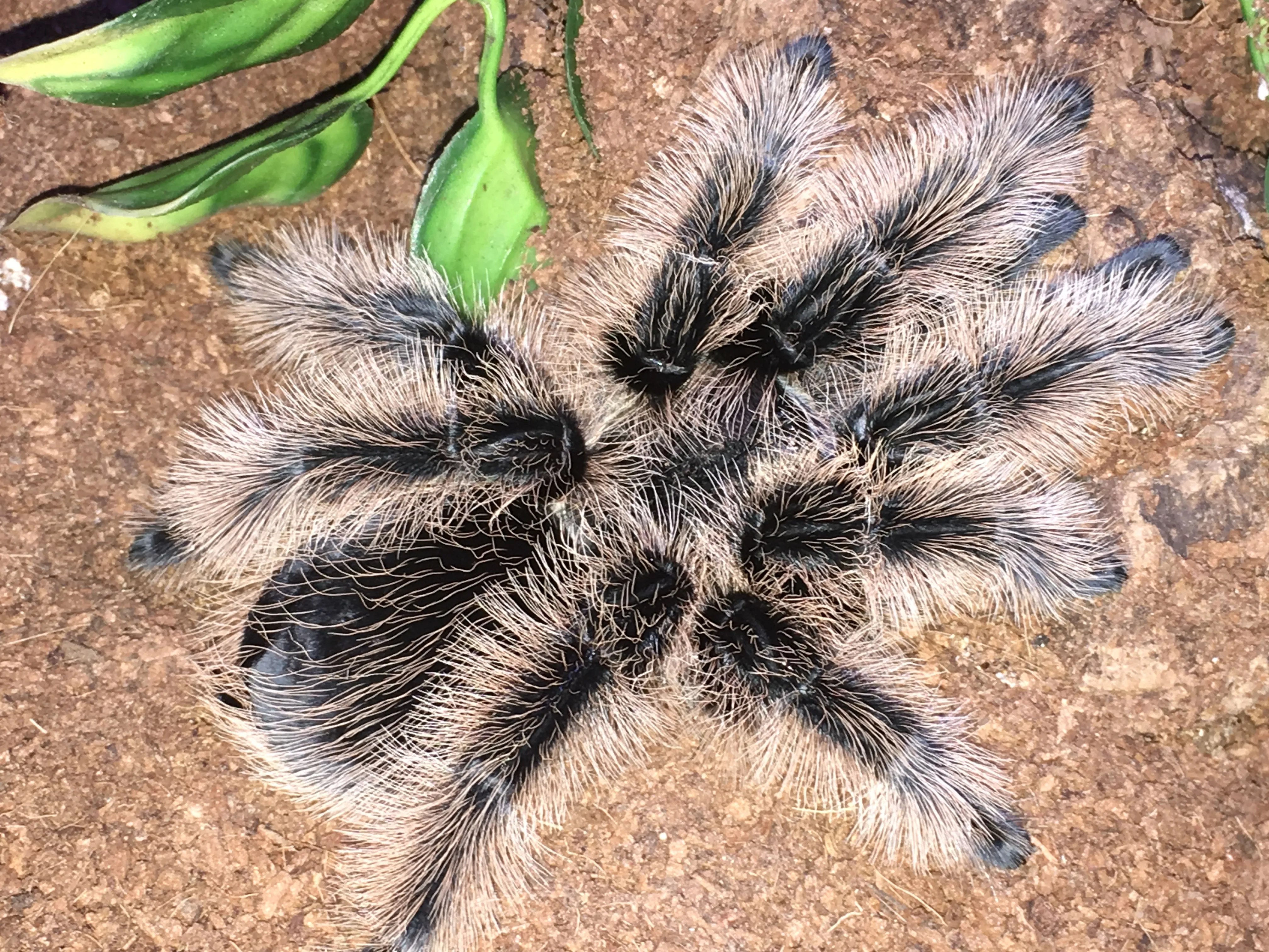 /img/24122-curly-hair-tarantula-enclosure.webp